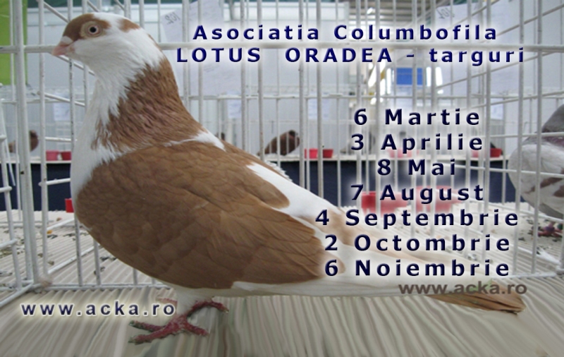 Calendar 2016 cu targuri Oradea
