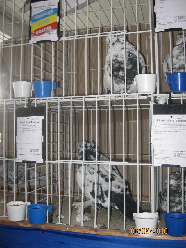 Expozitia de porumbei din 2010 la Sanmartin