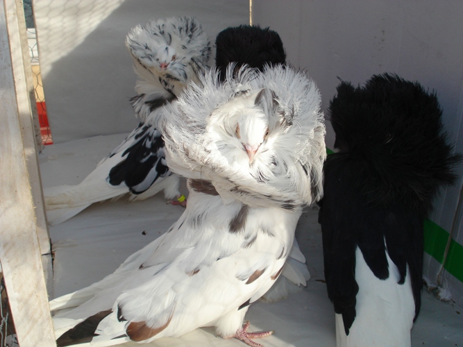 Porumbei Gulerati
