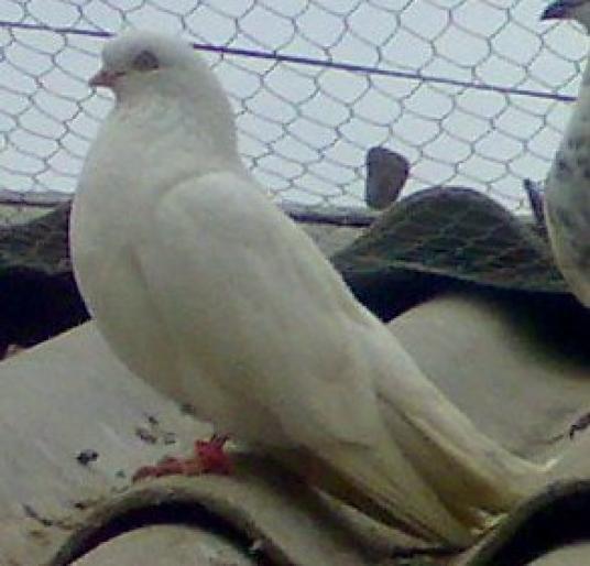 Jucator Balan de Iasi