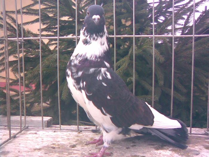 Zburator ciung de Ploiesti