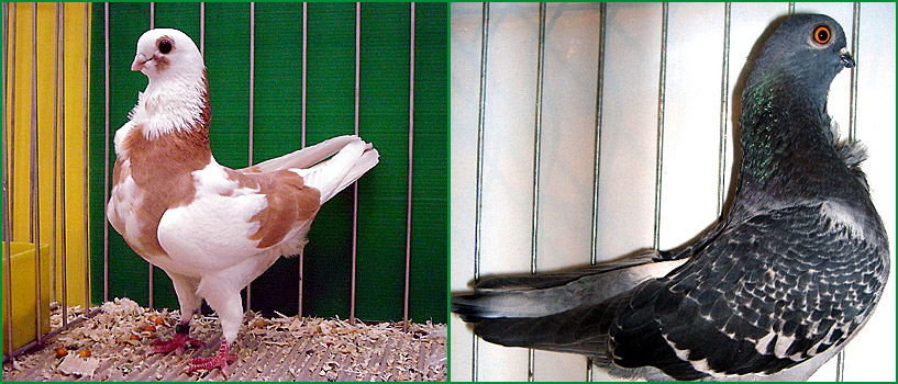 Porumbei italieni cu cravata