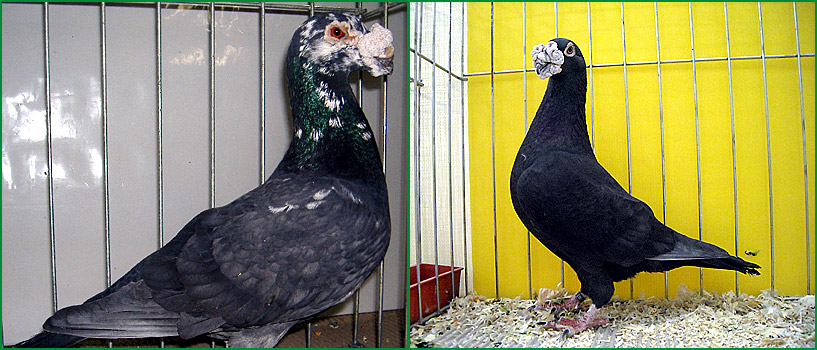 Porumbei Voiajori - Italian de Frumusete