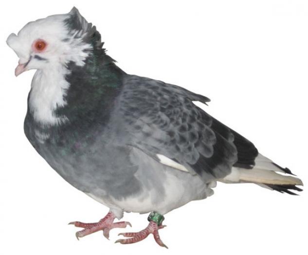 Porumbel urias de Salonta