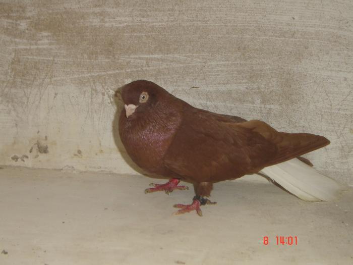 Zburator codalb romanesc